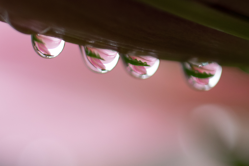 雨の贈り物