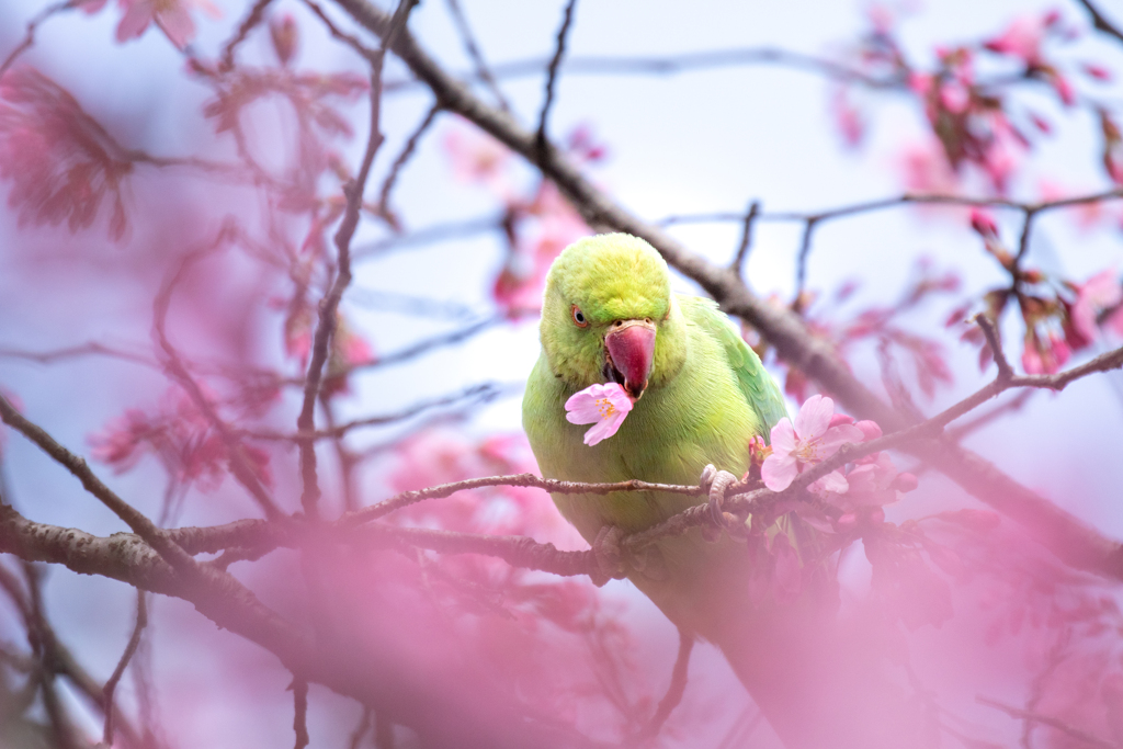 桜花でおしゃれに