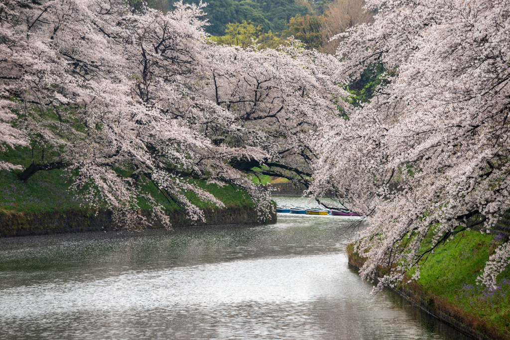 桜の谷