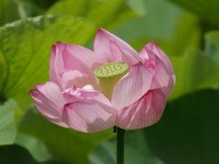 蓮