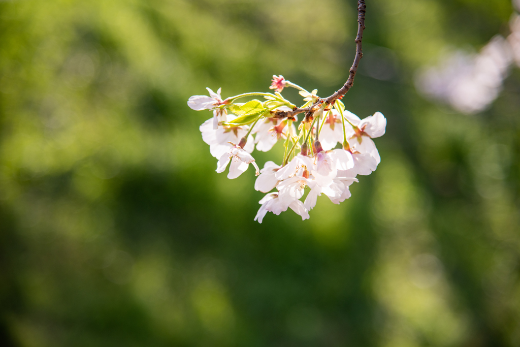 桜花