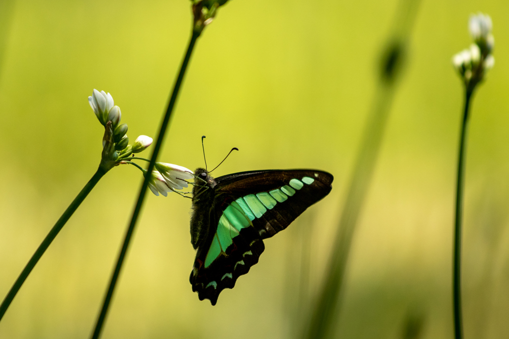 アオスジアゲハ