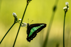 アオスジアゲハ
