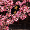 門前桜