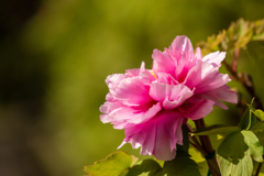 百花の王