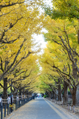 朝の散策路