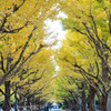 朝の散策路