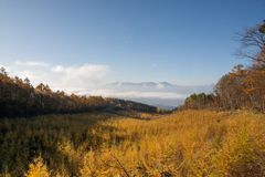 カラマツ林越しに