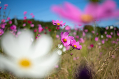 秋桜