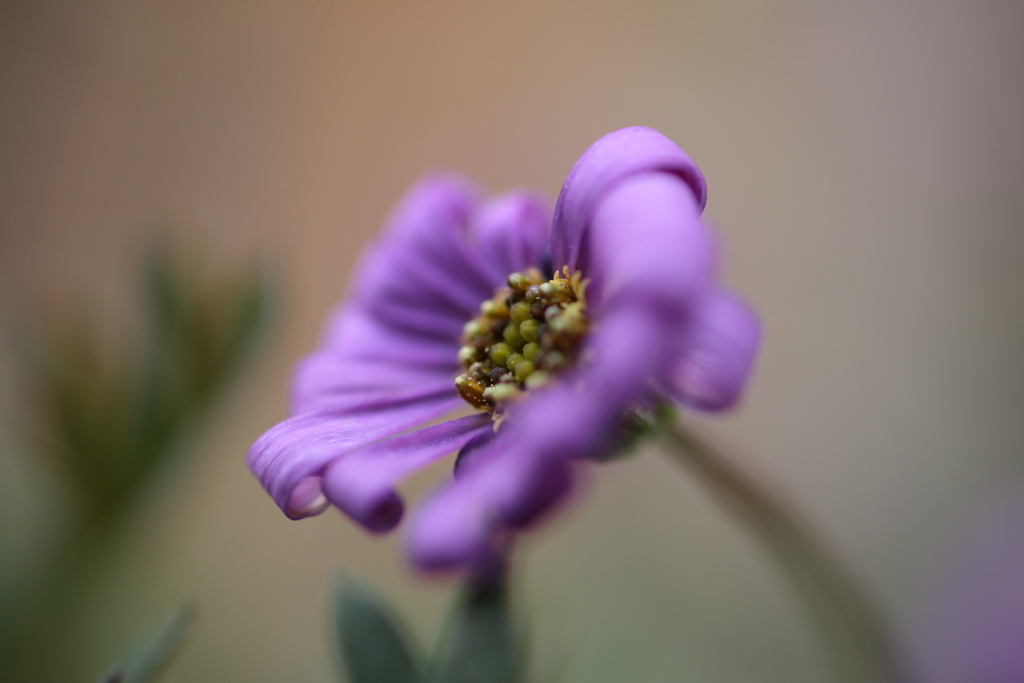 紫花