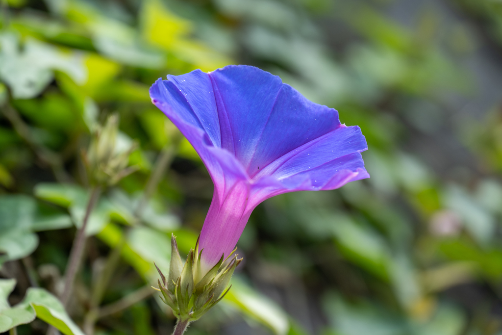 夏休み