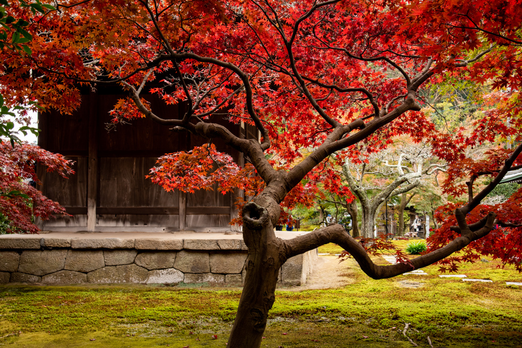 長寿院庭園