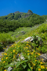 花と北岳