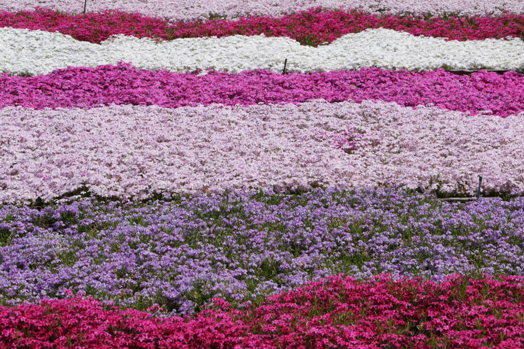 芝桜ストライプ（２）