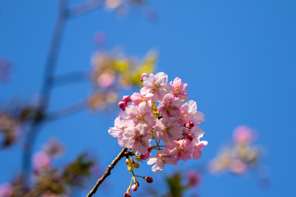 河津桜