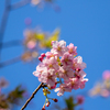 河津桜
