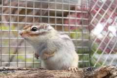 シマリス