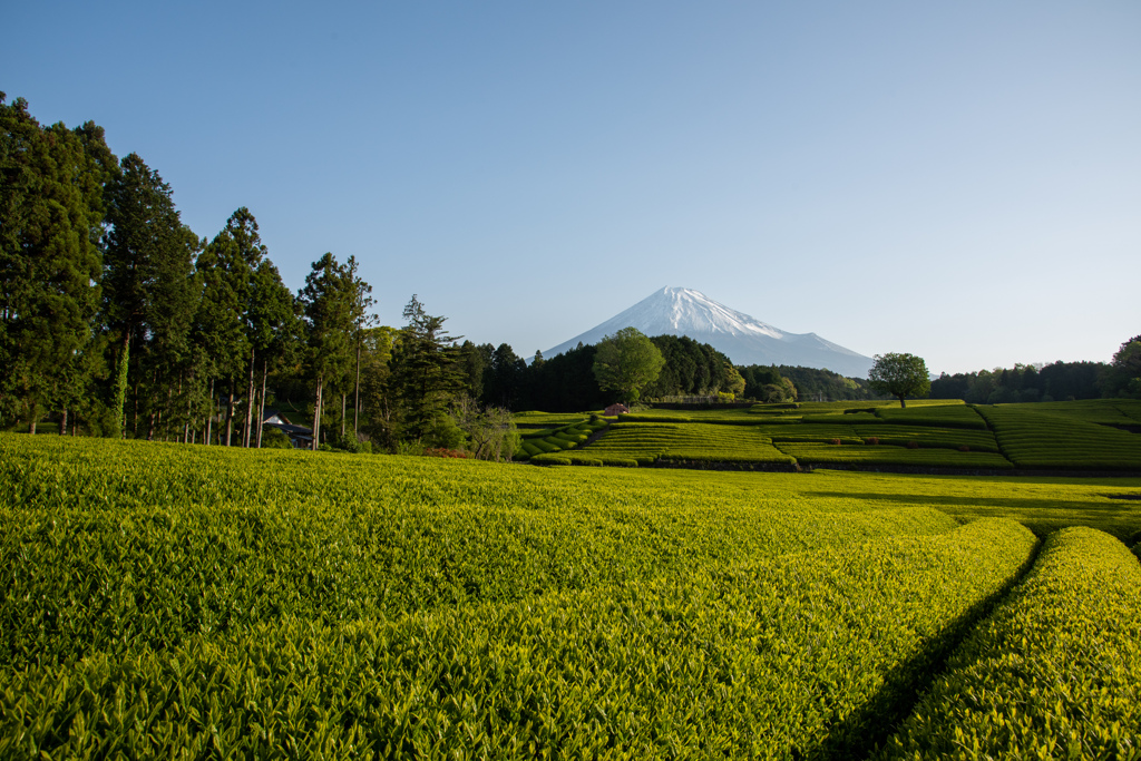 新茶