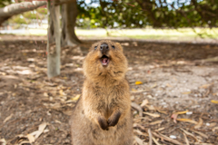 世界一幸せな動物