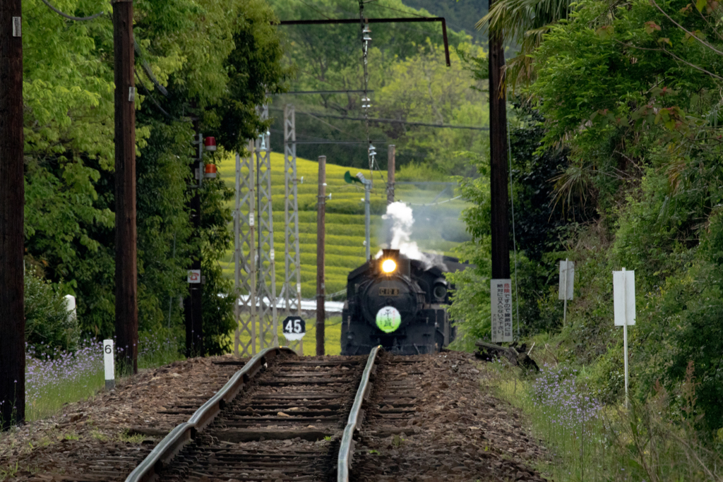 茶畑と蒸気機関車