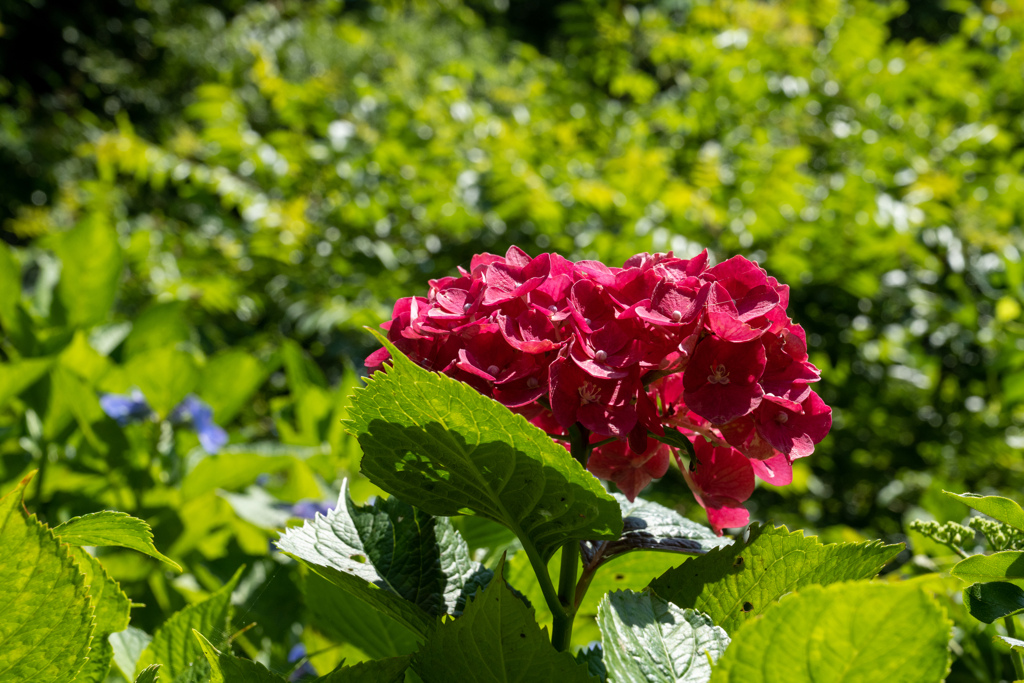 紅紫陽花