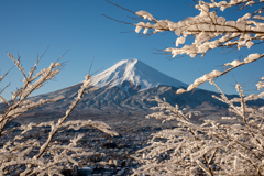 雪の花と富士