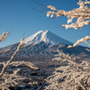雪の花と富士