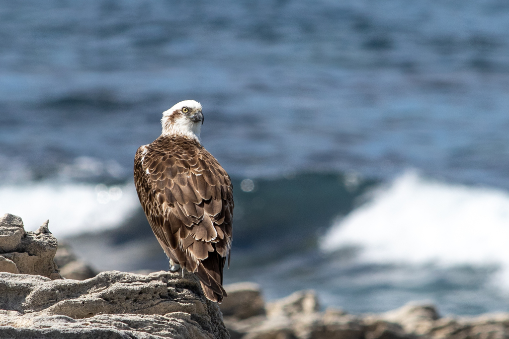 海鷲 By Tashimo Id 写真共有サイト Photohito