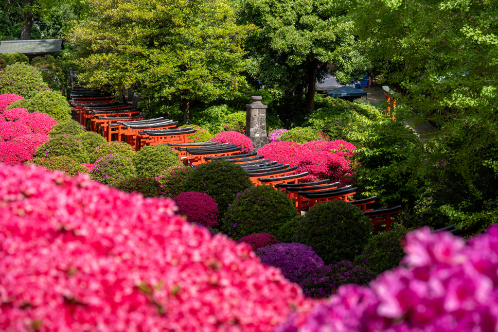 千本鳥居