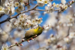 嘴に花粉