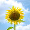 夏