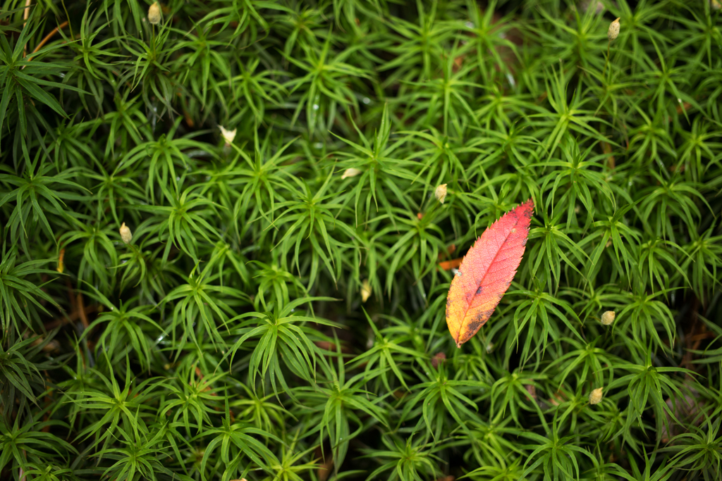 紅一点