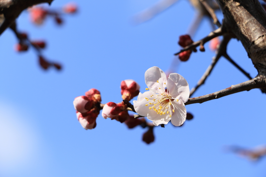 春ですね～（１）