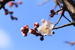 春ですね～（１）