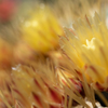 サボテンの花