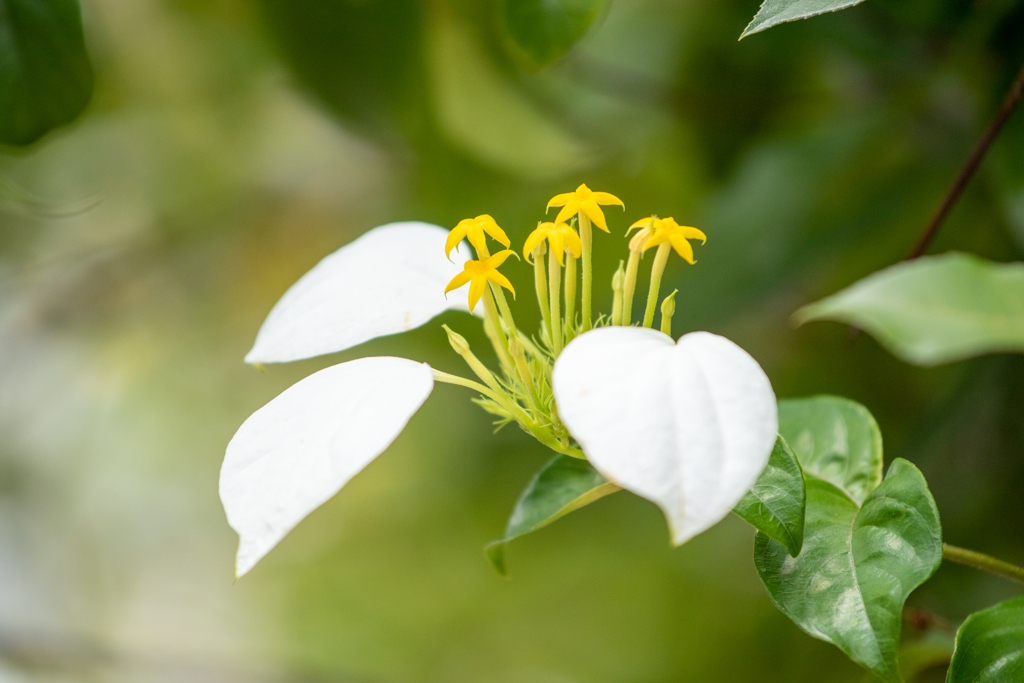 崑崙花