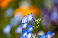 愛溢れる小さな森