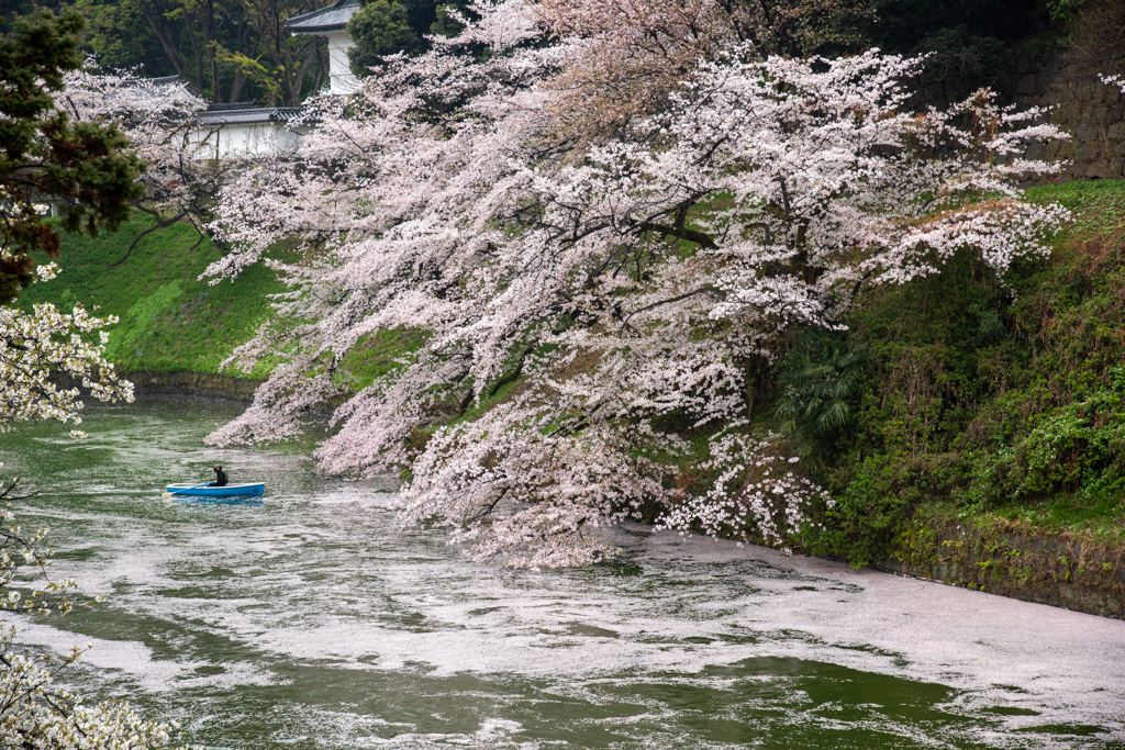 花の流れを行く小舟