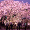 夜桜