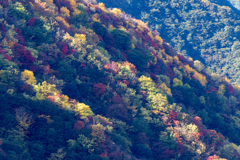 山錦