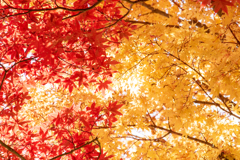 紅葉黄葉