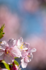 春桜