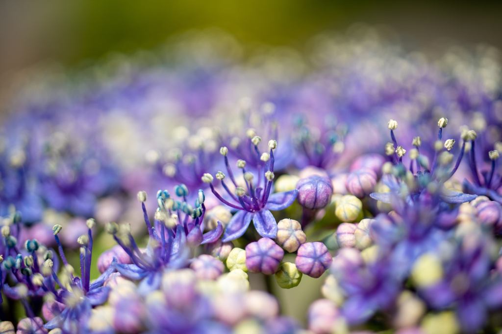 ミクロの花園