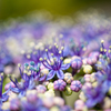 ミクロの花園