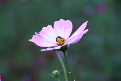 秋桜（３）