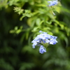 路傍の花