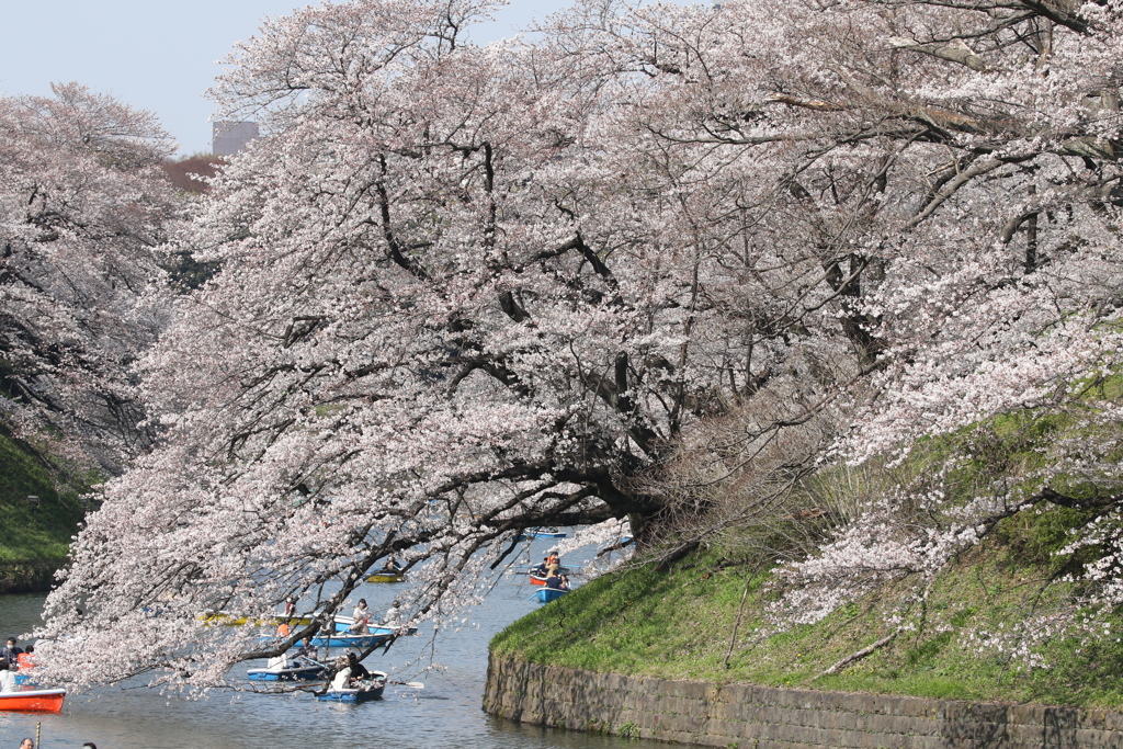 千鳥ヶ淵