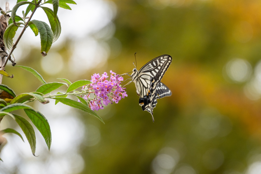 黄葉をバックに
