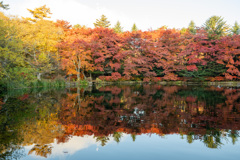 グラデーションのリフレクション