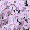 花をあなたに